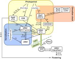 It's time to prepare borang ea (c.p.8a) and borang e (c.p.8d) for your employees. Genetic Control Of Reproductive Development In Temperate Cereals Sciencedirect