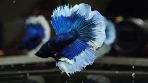 pin on momo bettas