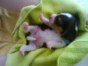Vet checked and ready for his new home. Weaning A Beagle Puppy Beagle Newborn Pups