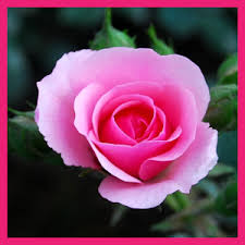 Image result for images of rose hd