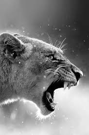 Black And White Lion And Lioness Picture I Love This Black And White Picture Of This Lion Female Lion Lion Wallpaper Lioness