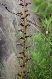 Image result for Cliffortia nitidula