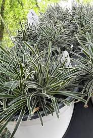 Image result for Ficinia