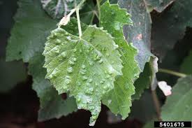 Image result for Colomerus vitis