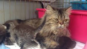 Kucing himalaya atau juga dikenal dengan kucing persia himalaya adalah pendamping yang setia dan menyenangkan. Hasil Perkawinan Kucing Persia Campuran Kucing Kampung Sentana Online