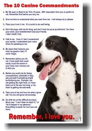 Not To Be Forgotten Canine Amazing Animal Stories 10 Things