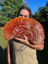 Image result for Ganoderma tsugae