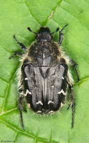 Image result for Tropinota hirta