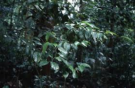 Image result for Strombosia