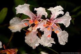 Image result for Tessmannia anomala