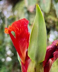 Image result for Costus subbiflorus