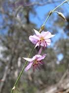 Image result for Wahlenbergia paludicola