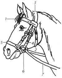 Theorie F4 Paarden Tekenen Zadel