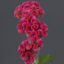 Image result for Celosia nervosa
