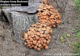 By bbc gardeners' world magazine. Mushrooms In The Yard To Eat Or Not To Eat Has Been A Common Question Bygl