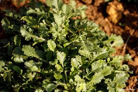 Image result for Odontosoria africana