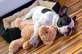 Our loyal, loving pooches and pups deserve a little pampering. 10 Best Pet Stores In Texas