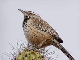 Cactus wrens are common in our desert southwest. Behold The Cactus Wren Amazing Photos Of The Desert Dwelling Birds Live Science