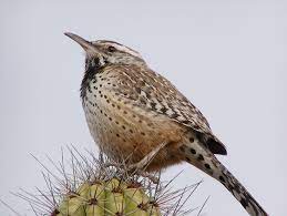 Any movie or cartoon ever set in the desert always features the cactus. Behold The Cactus Wren Amazing Photos Of The Desert Dwelling Birds Live Science