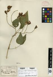 Image result for Rhynchosia elegans