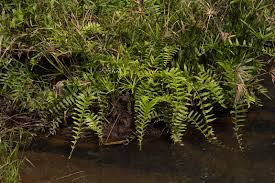 Image result for Ampelopteris prolifera