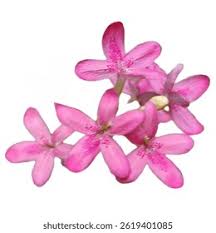 Image result for Ruspolia seticalyx