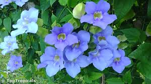 Image result for Thunbergia laborans