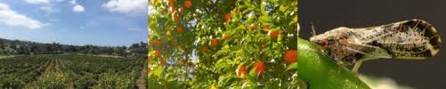 Reference center for the california citrus heritage. Citrus Quarantine Program