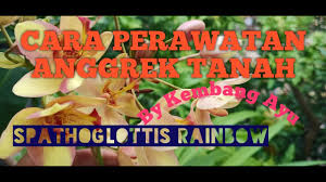 Cara Perawatan Anggrek Tanah Spathoglottis Rainbow Youtube