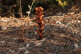 Image result for Orobanche minor