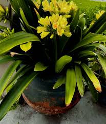 Image result for clivia