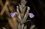 Image result for Duosperma quadrangulare
