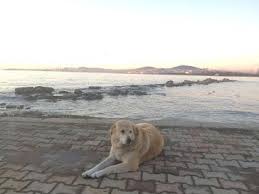 Mercan Antik Dalgakiran 01 02 2019 Istanbul Twitter Veterinerler