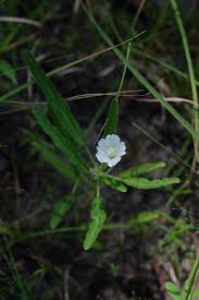 Image result for Blepharis gazensis