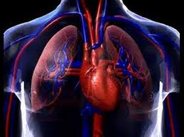 Resultado de imagen para aparato respiratorio
