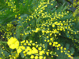 Image result for Acacia decurrens