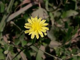 Image result for Polhillides