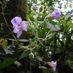 Image result for Mimulopsis solmsii