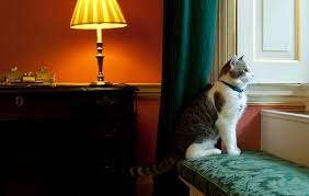 Larry The Cat Completes 10 Years As Uk S Chief Mouser With Exquisite Rodent Killing Abilities Trending Hindustan Times