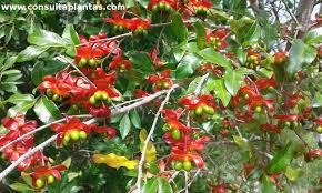 Image result for Ochna pretoriensis
