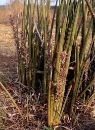 Image result for Sansevieria pearsonii