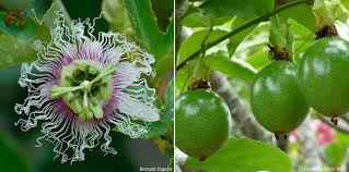 Passiflore Fleur De La Passion Planter Cultiver Tailler Promesse De Fleurs