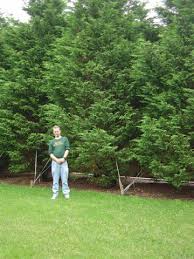 Cypress tree pictures cypress tree pictures. Planting Trees In Shade Trees On Steep Hills Fertilizer Leyland Cypress Leyland Cypress Hedge Trees To Plant