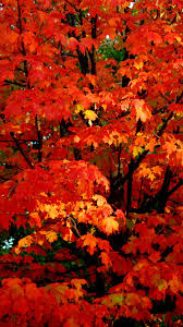 Check spelling or type a new query. Cute Fall Wallpaper Enjpg