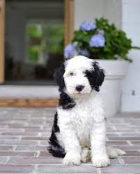 Are sheepadoodles the right breed for you? Our Giant Sheepadoodle The Good Bad The Smelly Chrissy Marie Blog