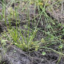 Image result for Schoenoplectiella senegalensis