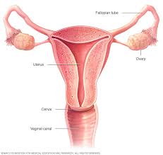 The most common symptoms include: Ovarian Cancer Symptoms And Causes Mayo Clinic
