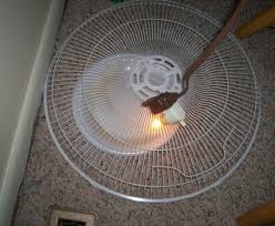 Home Made Flea Trap Flea Remedies Diy Flea Trap Flea In House