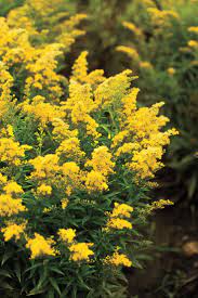 8 Favorite Plants For Fall Fall Flowers Fall Plants Hydrangea Garden