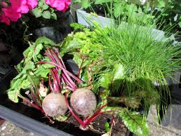 Maybe you would like to learn more about one of these? How To Grow Beetroot In Containers From Beet Seeds Dengarden